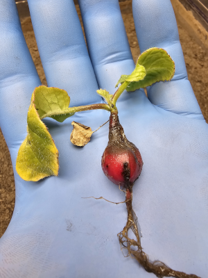 A picture of our first Moon Radish held by a hand wearing a surgical glove above the testbed of lunar regolith where it was grown